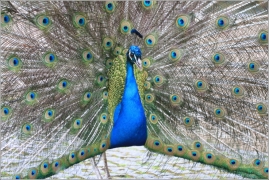 <p>PÁV KORUNKATÝ (Pavo cristatus) - sameček, ZOO Ústí nad Labem</p>